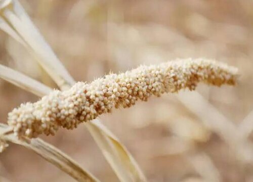 谷子是植物吗