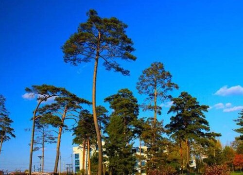 美人松是国家保护植物吗