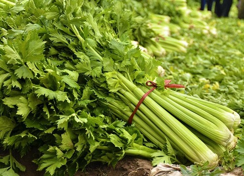 芹菜是植物吗