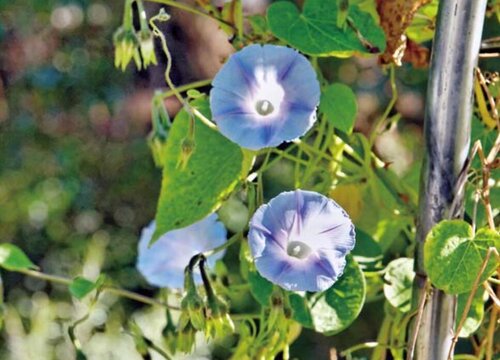 庭院种牵牛花好吗