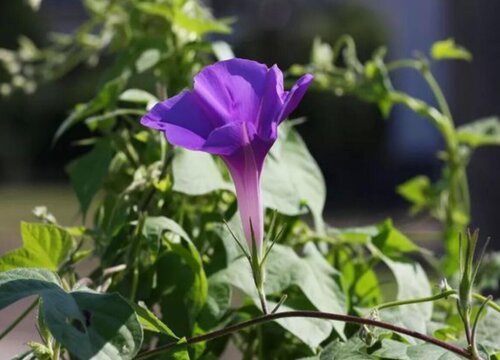 庭院种牵牛花好吗