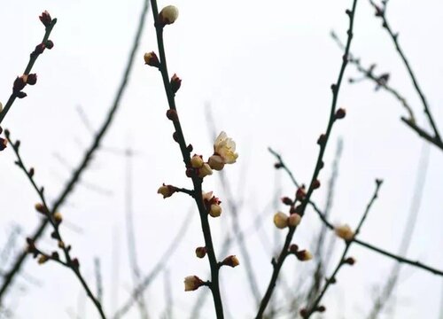 梅花什么时候剪枝最好