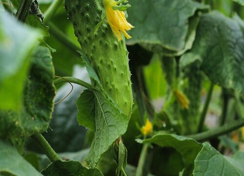 泡沫箱适合种什么蔬菜