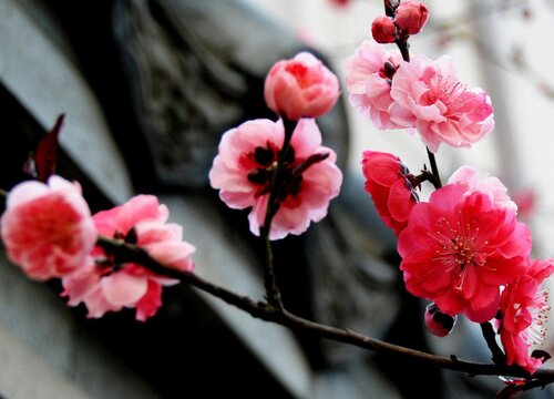 代表清冷的花