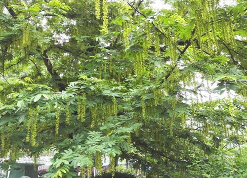 杨树属于什么类植物