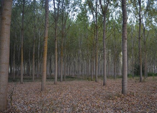 杨树属于什么类植物