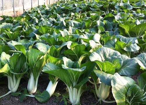 雨季好适合种什么蔬菜