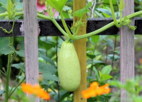 雨季好适合种什么蔬菜