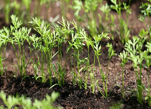 雨季好适合种什么蔬菜