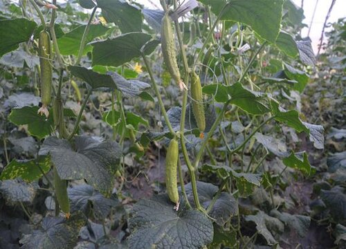 雨季好适合种什么蔬菜