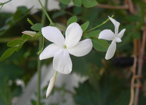 茉莉花什么季节开花