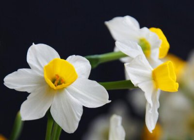 水仙怎么留种子 种植水仙花种子的步骤