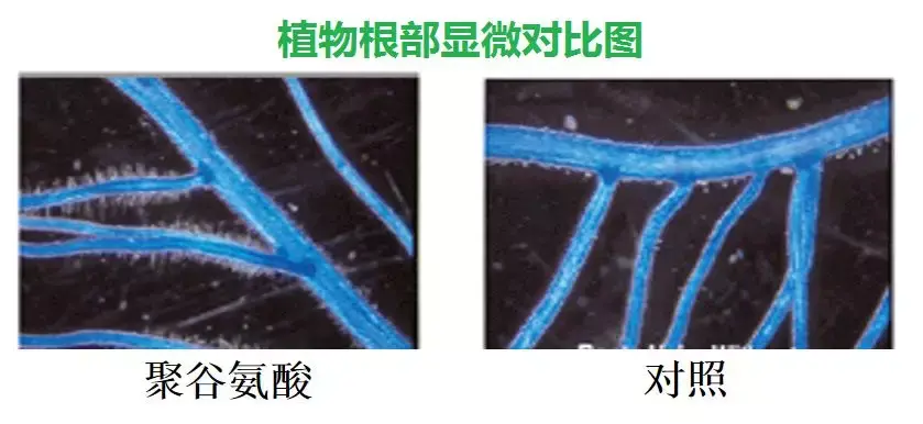 聚谷氨酸对植物的作用