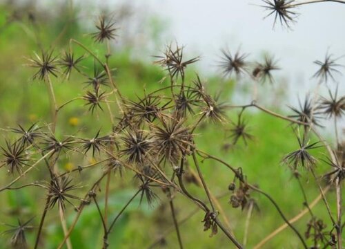 鬼针草什么时候收割药效好