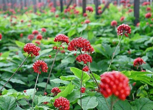 三七种植时间和方法