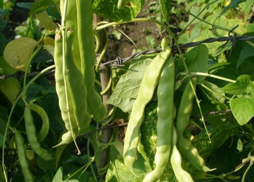 油豆角种植技术与管理