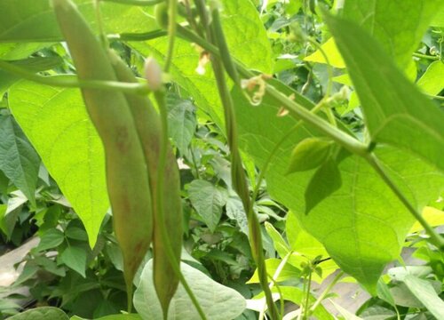 油豆角种植技术与管理