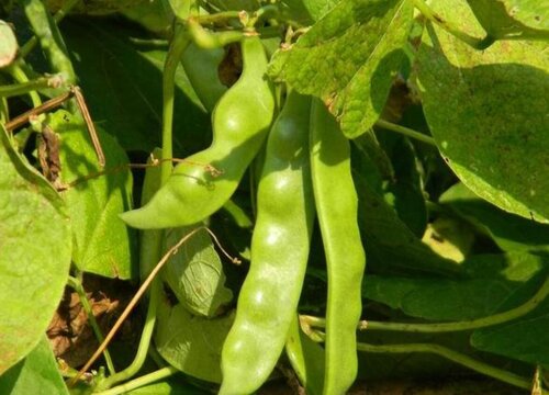 油豆角种植技术与管理