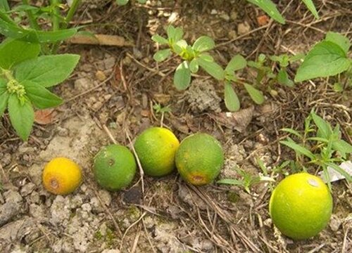 沃柑种植技术与管理