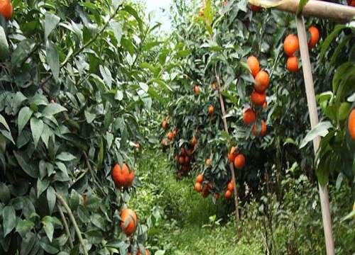 沃柑种植技术与管理