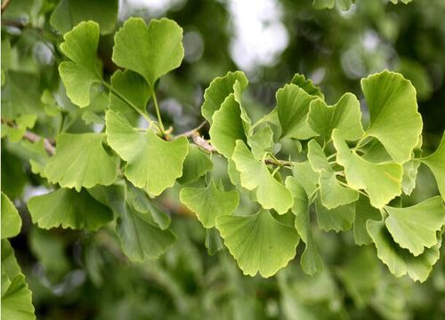 园林绿化植物品种大全