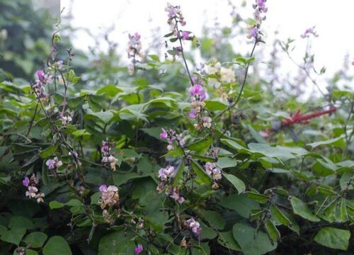 茯苓是什么植物类别