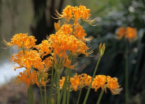 彼岸花所有颜色的花语