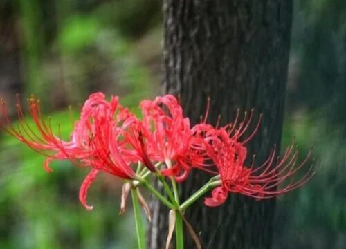 彼岸花所有颜色的花语