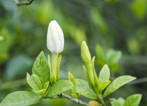 栀子花是什么花序类型