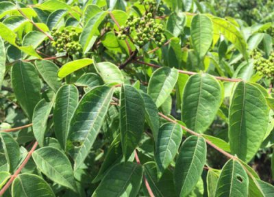 茱萸是树还是草 属于什么类型植物