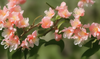 种什么花草旺桃花最旺呢 什么花草能让桃花最旺？